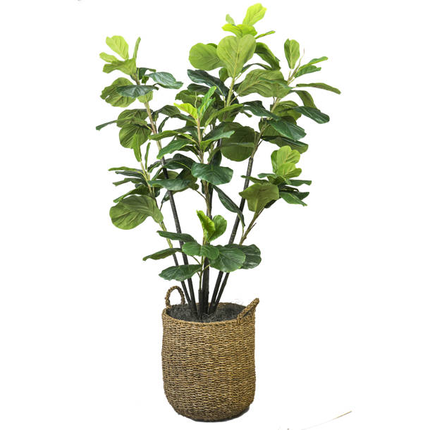 66'' Faux Fiddle Leaf Fig Tree in Rattan Basket & Reviews Birch Lane